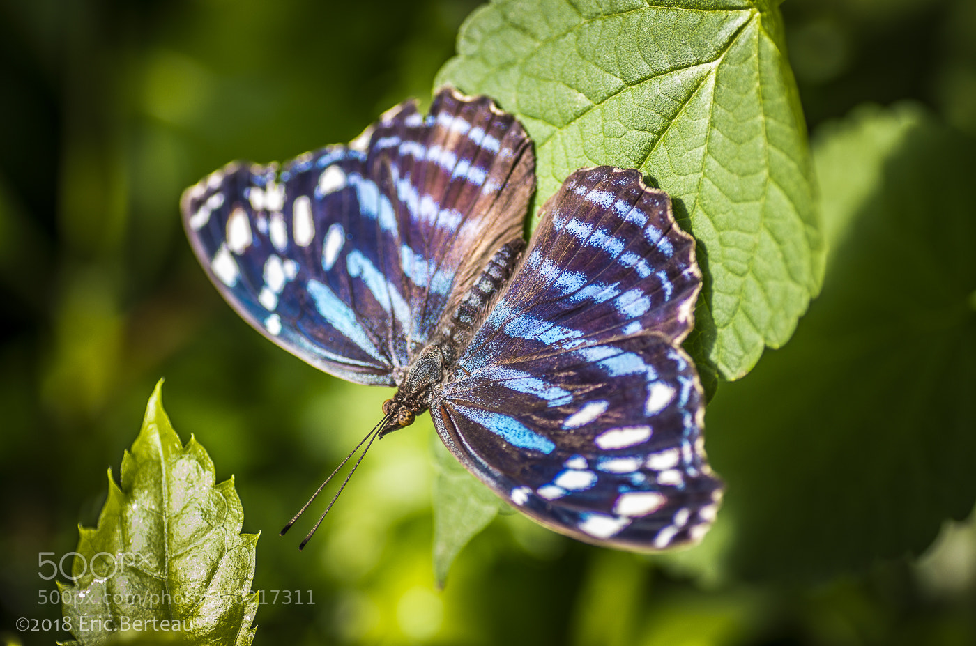Pentax K-5 II sample photo. Papillons en liberté photography
