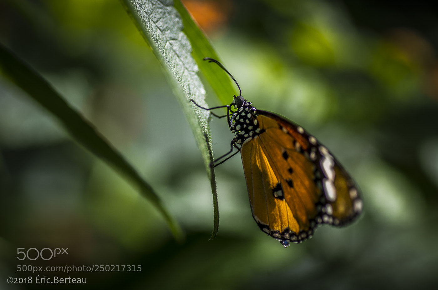 Pentax K-5 II sample photo. Papillons en liberté photography