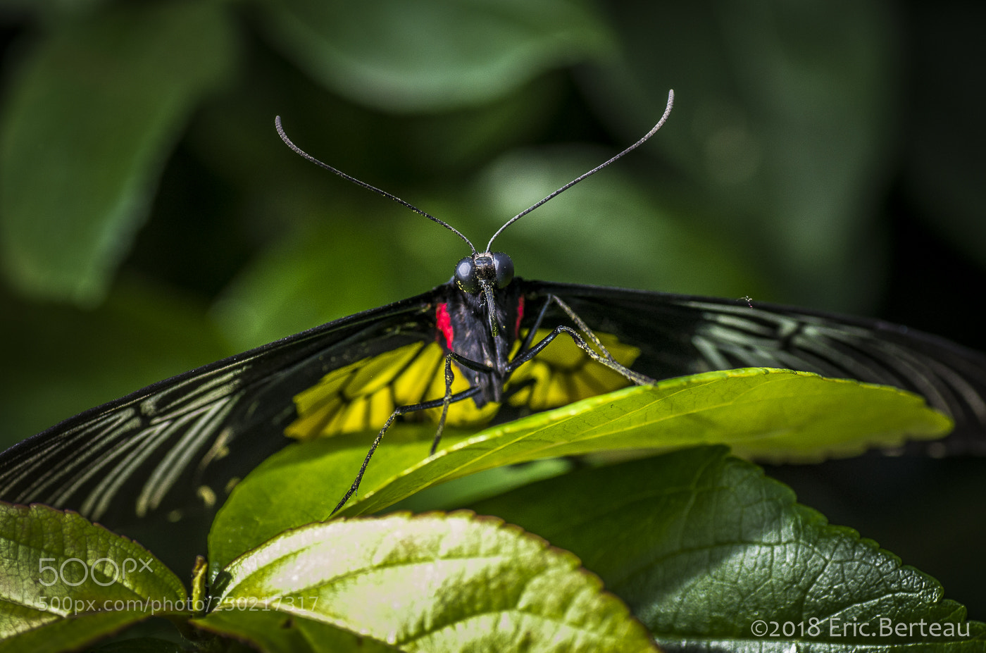 Pentax K-5 II sample photo. Papillons en liberté photography
