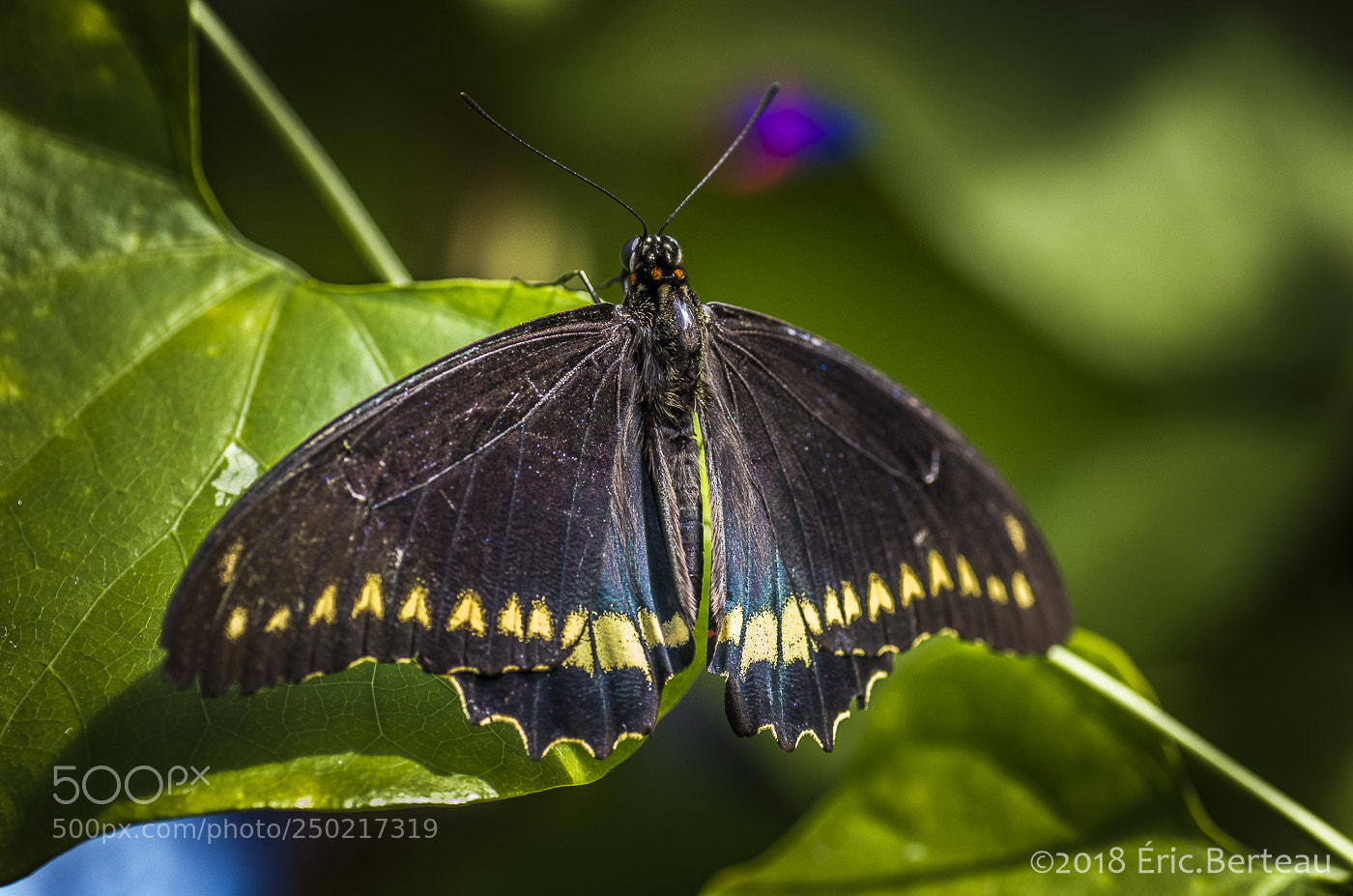 Pentax K-5 II sample photo. Papillons en liberté photography