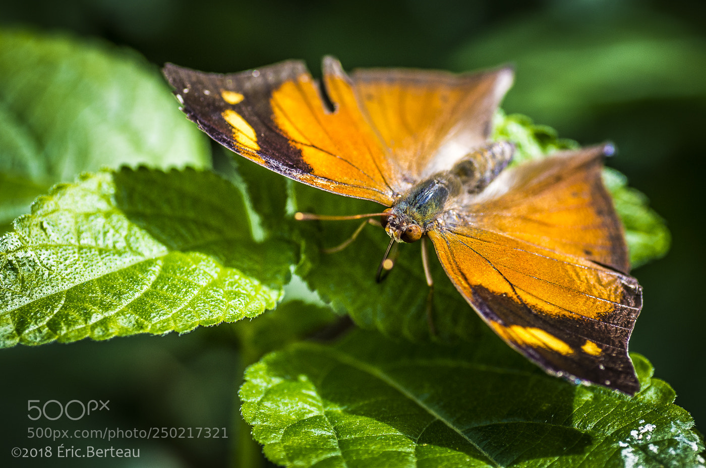 Pentax K-5 II sample photo. Papillons en liberté photography