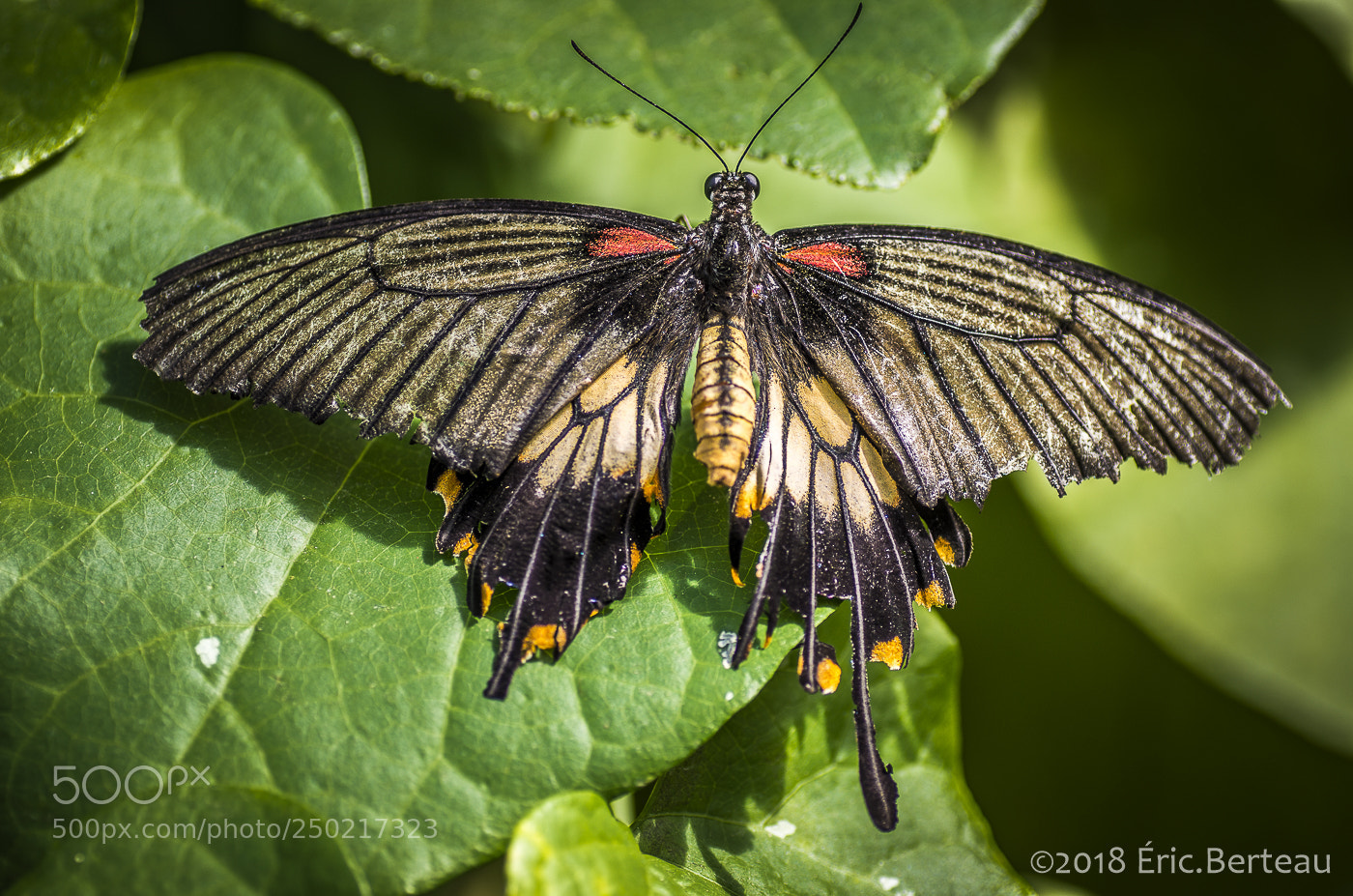 Pentax K-5 II sample photo. Papillons en liberté photography