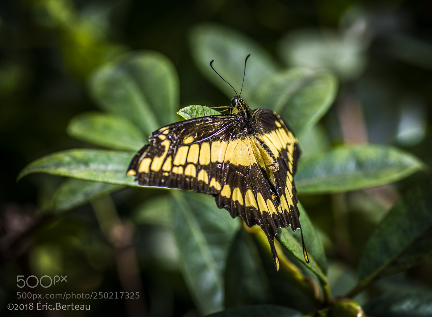 Pentax K-5 II sample photo. Papillons en liberté photography