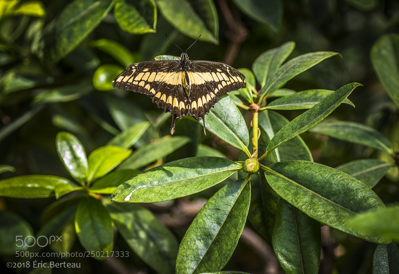 Pentax K-5 II sample photo. Papillons en liberté photography