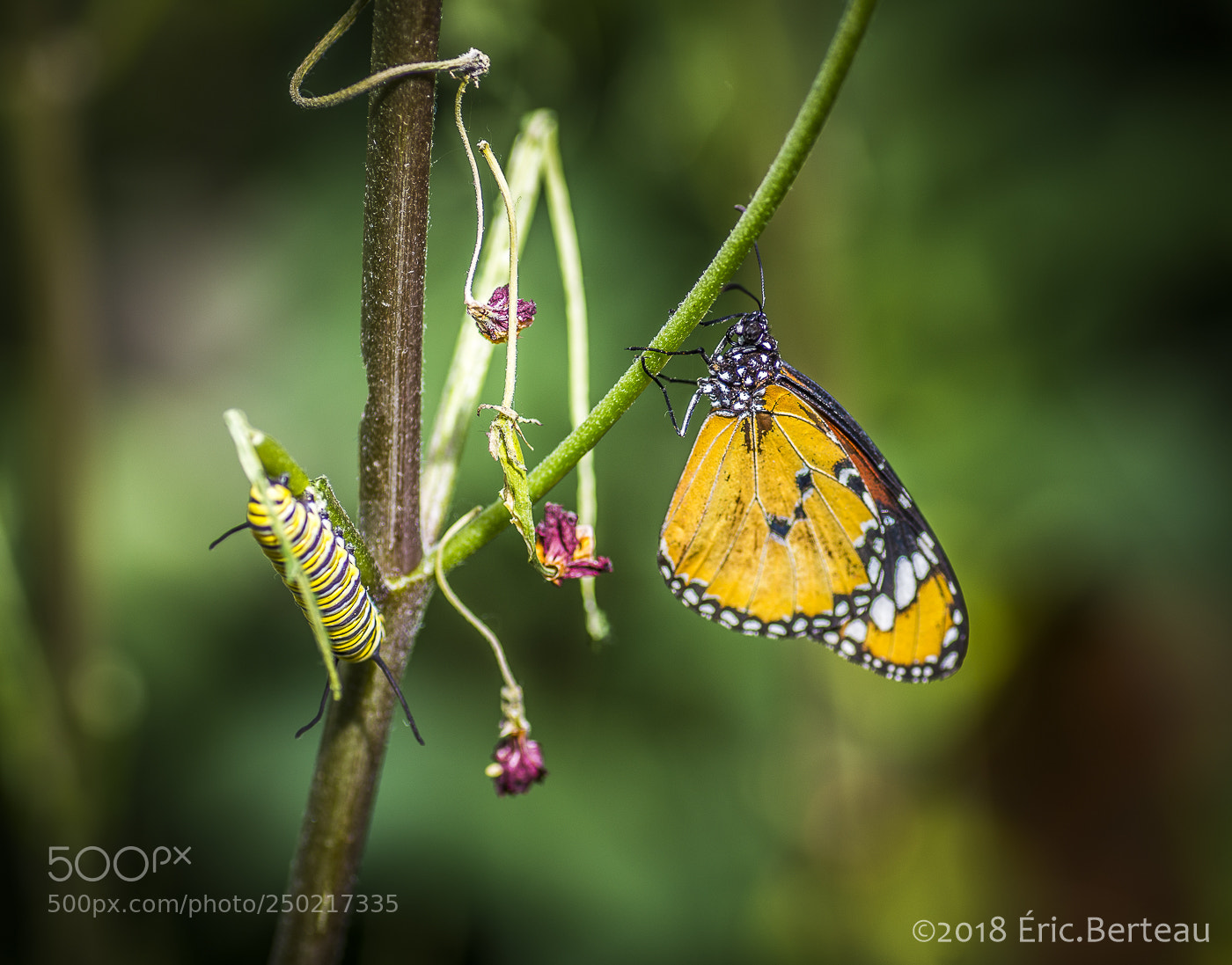 Pentax K-5 II sample photo. Papillons en liberté photography