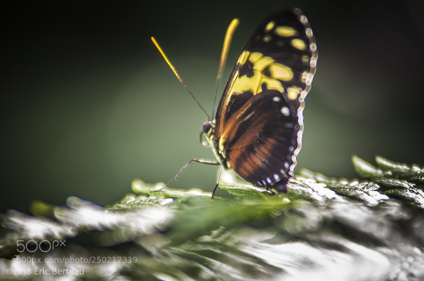 Pentax K-5 II sample photo. Papillons en liberté photography