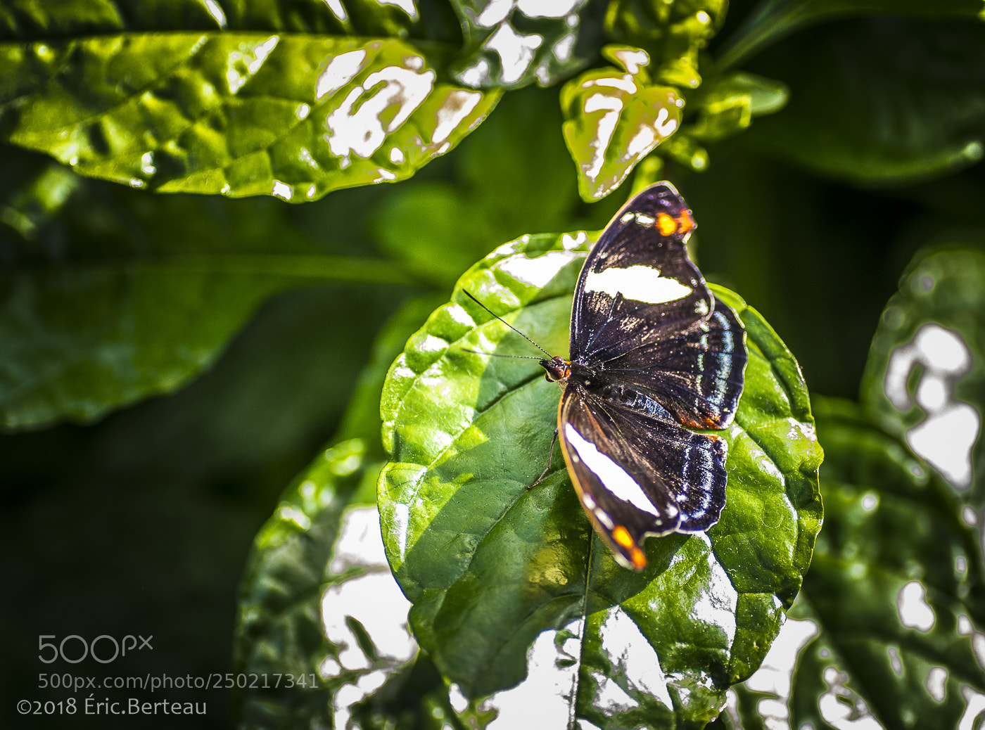 Pentax K-5 II sample photo. Papillons en liberté photography