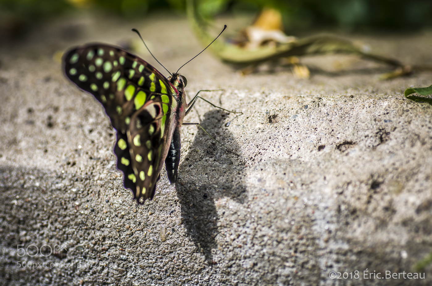 Pentax K-5 II sample photo. Papillons en liberté photography