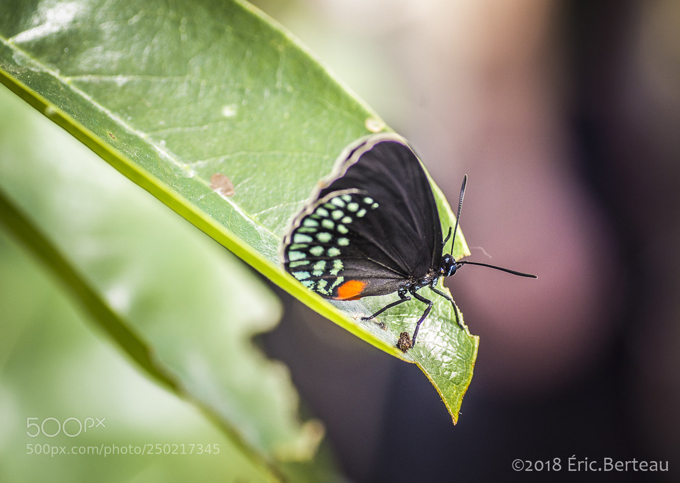 Pentax K-5 II sample photo. Papillons en liberté photography