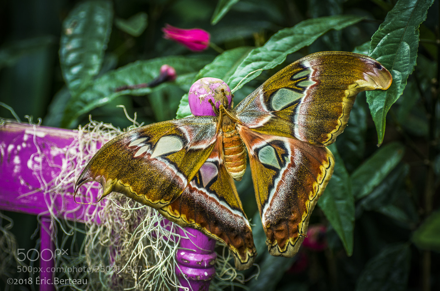 Pentax K-5 II sample photo. Papillons en liberté photography