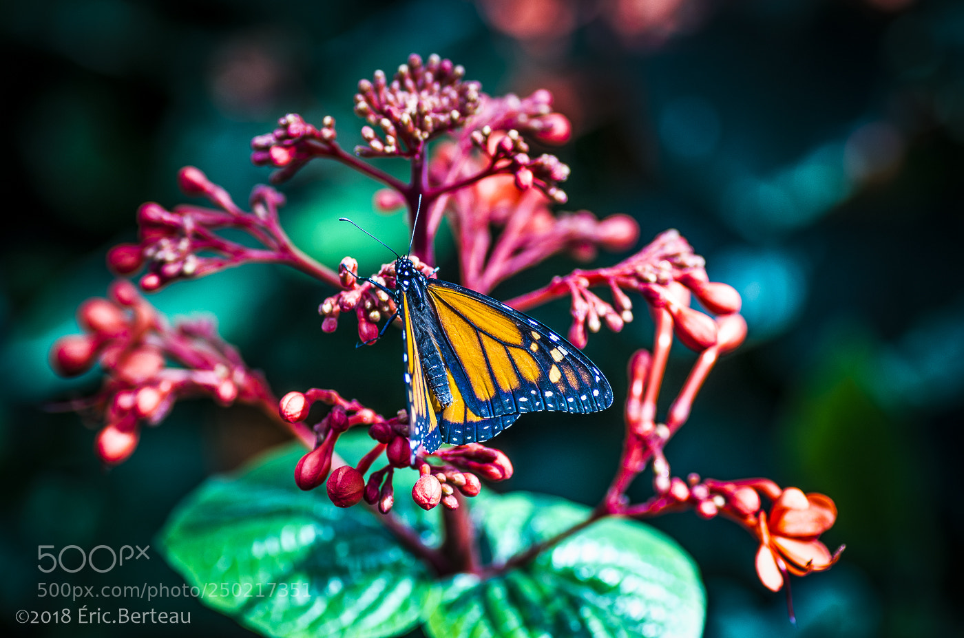 Pentax K-5 II sample photo. Papillons en liberté photography