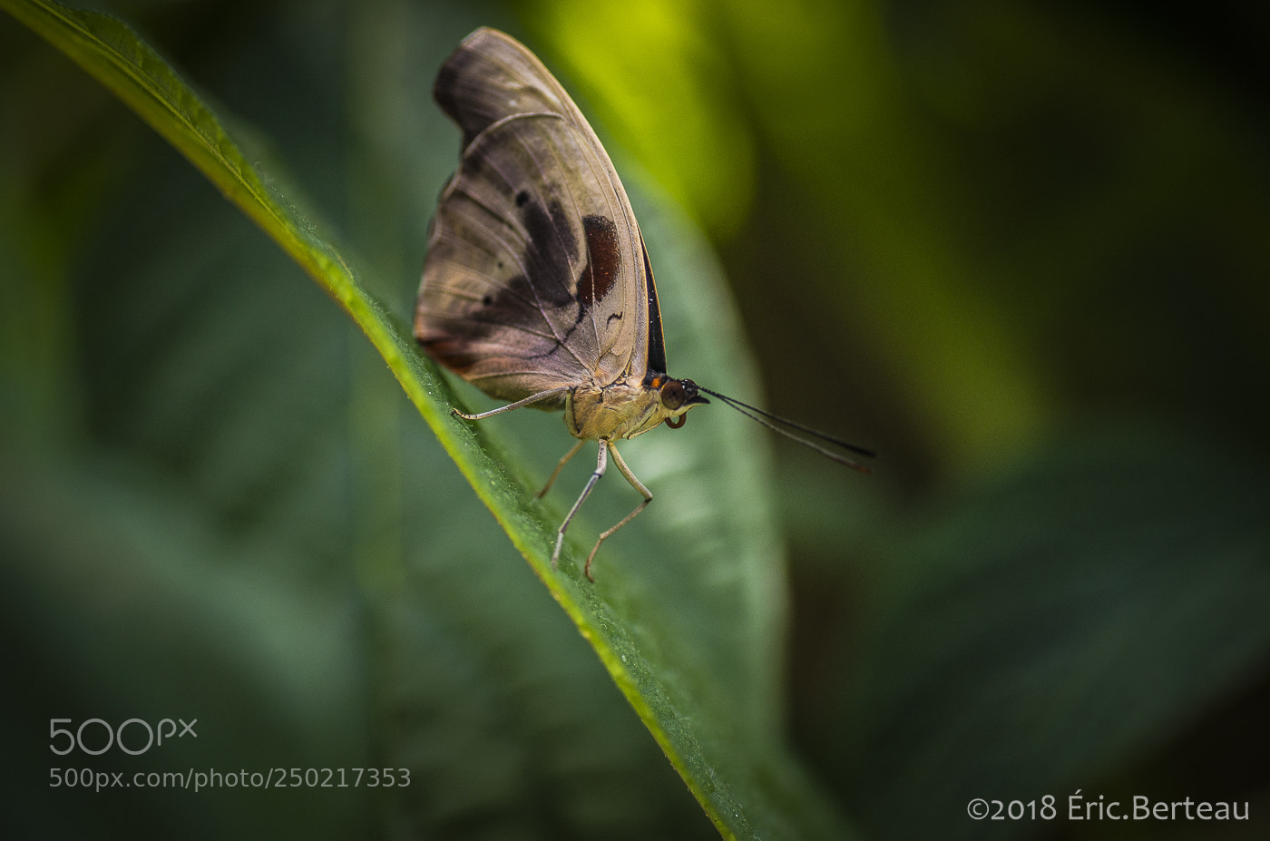 Pentax K-5 II sample photo. Papillons en liberté photography