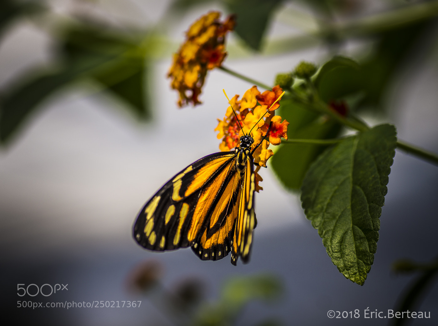 Pentax K-5 II sample photo. Papillons en liberté photography