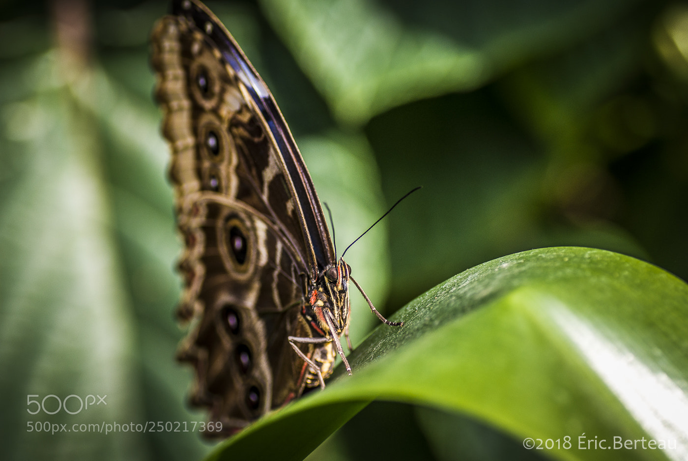 Pentax K-5 II sample photo. Papillons en liberté photography