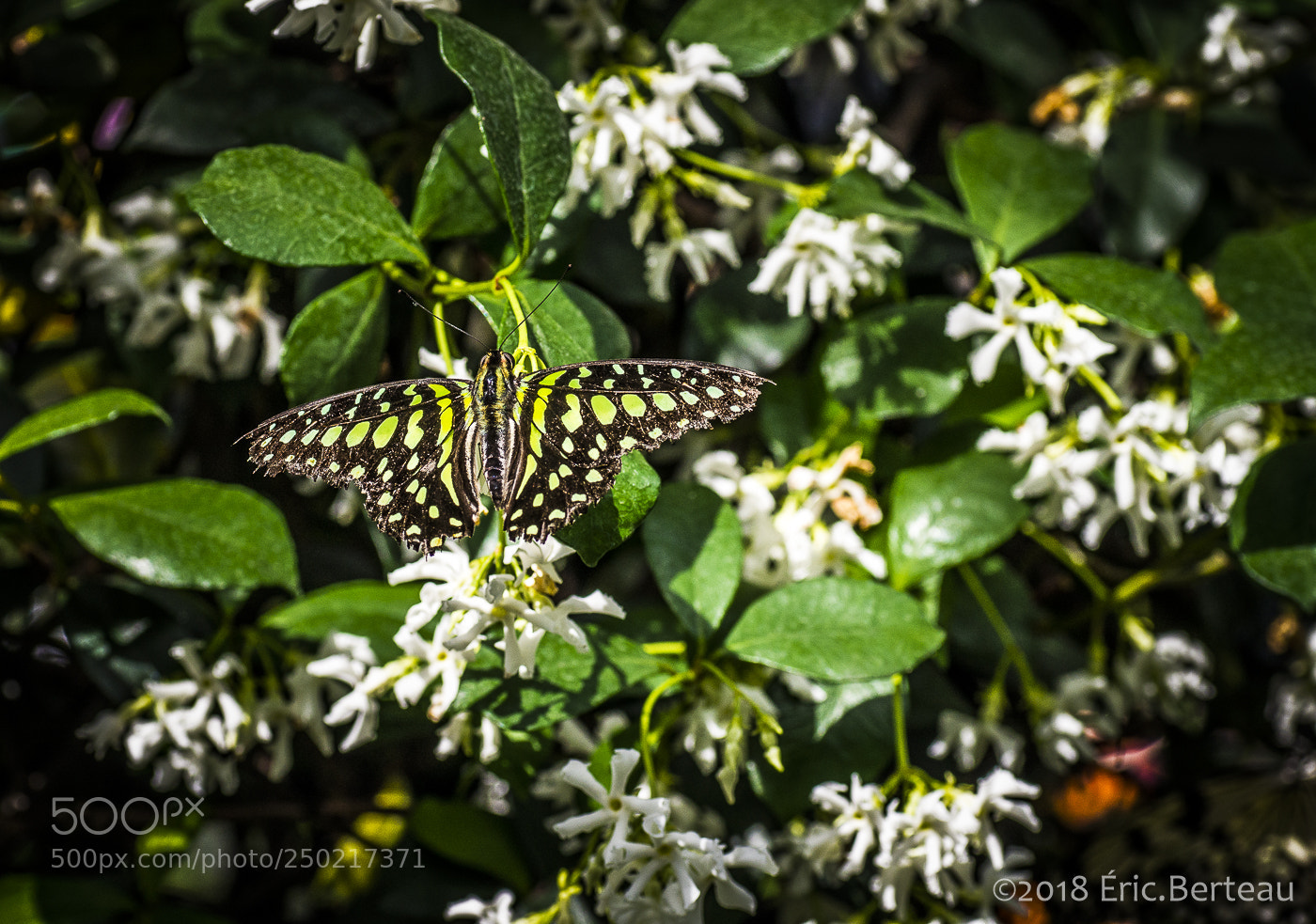 Pentax K-5 II sample photo. Papillons en liberté photography