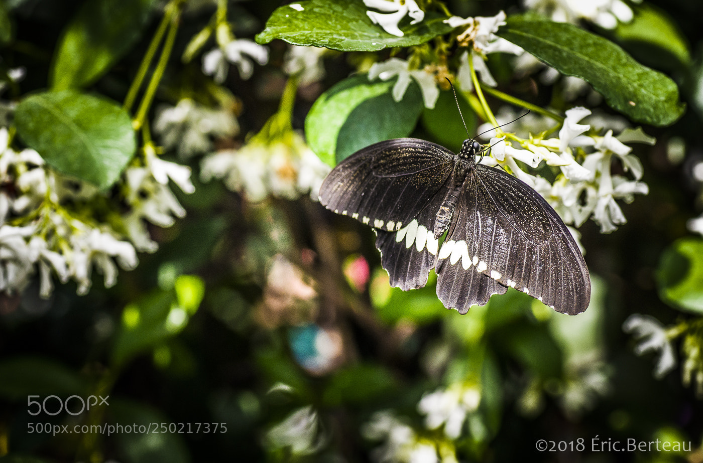 Pentax K-5 II sample photo. Papillons en liberté photography