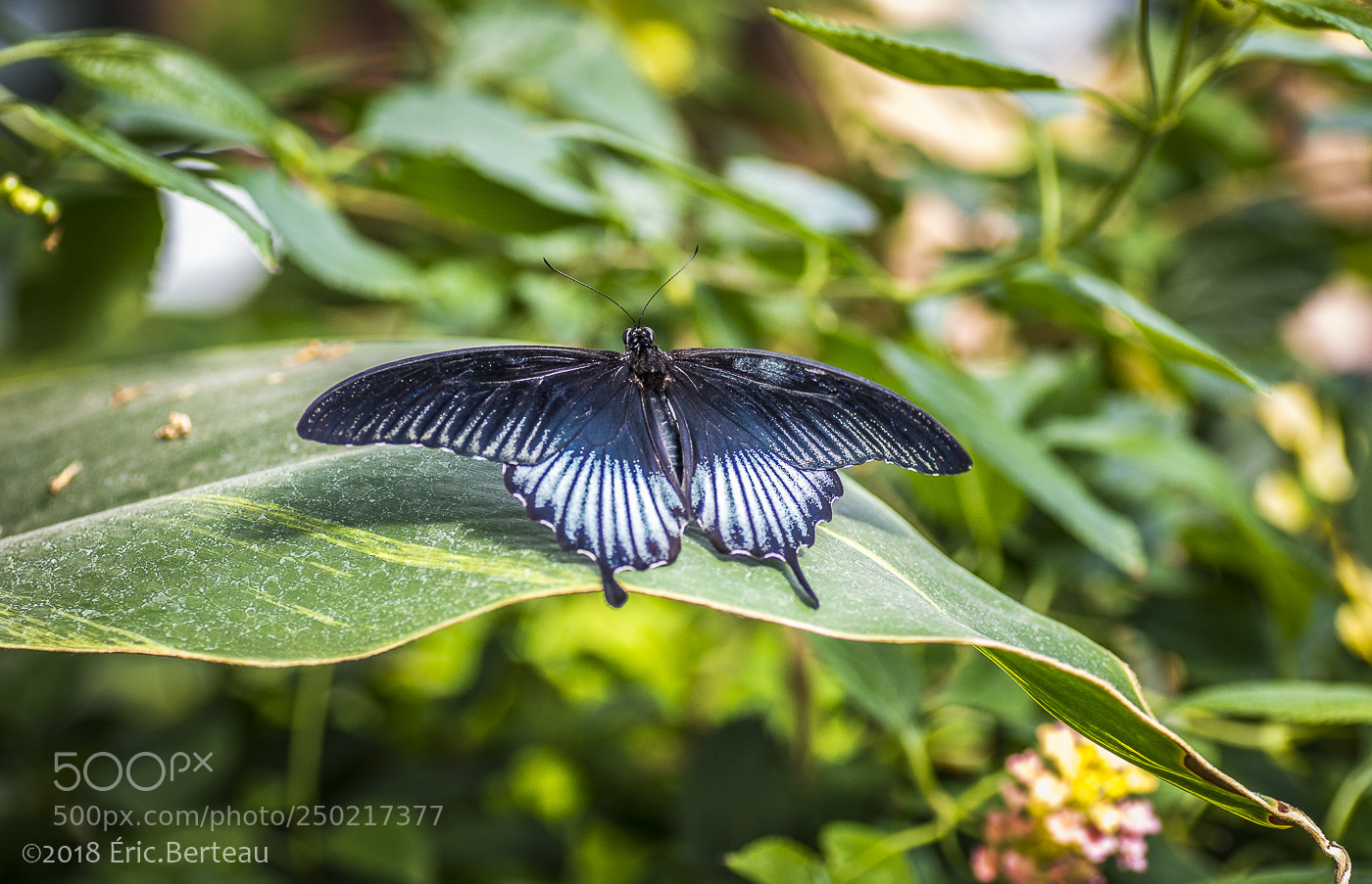 Pentax K-5 II sample photo. Papillons en liberté photography