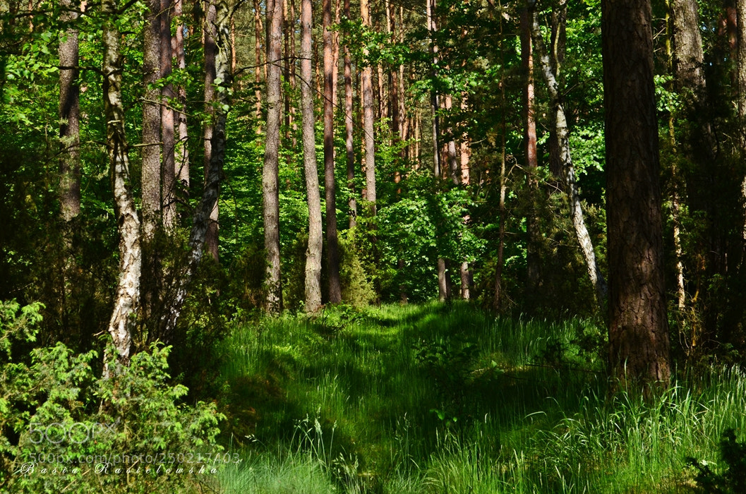 Nikon D5100 sample photo. World forest day photography