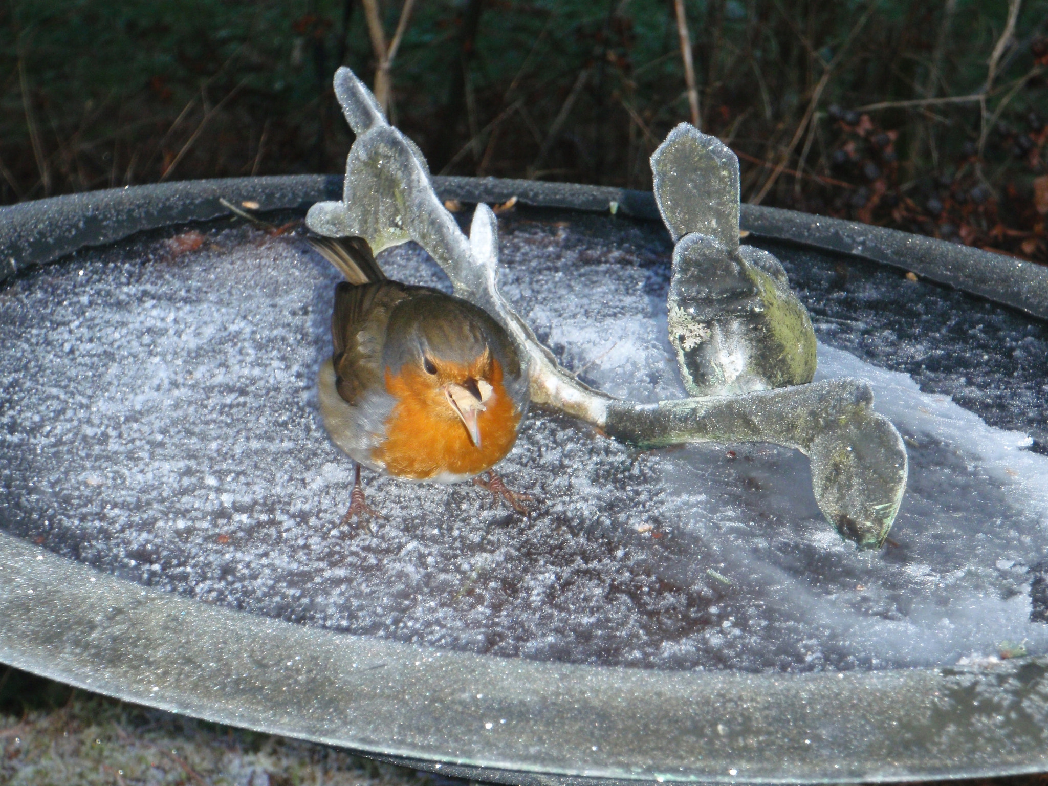 Olympus u1030SW,S1030SW sample photo. Robin on garden pond photography