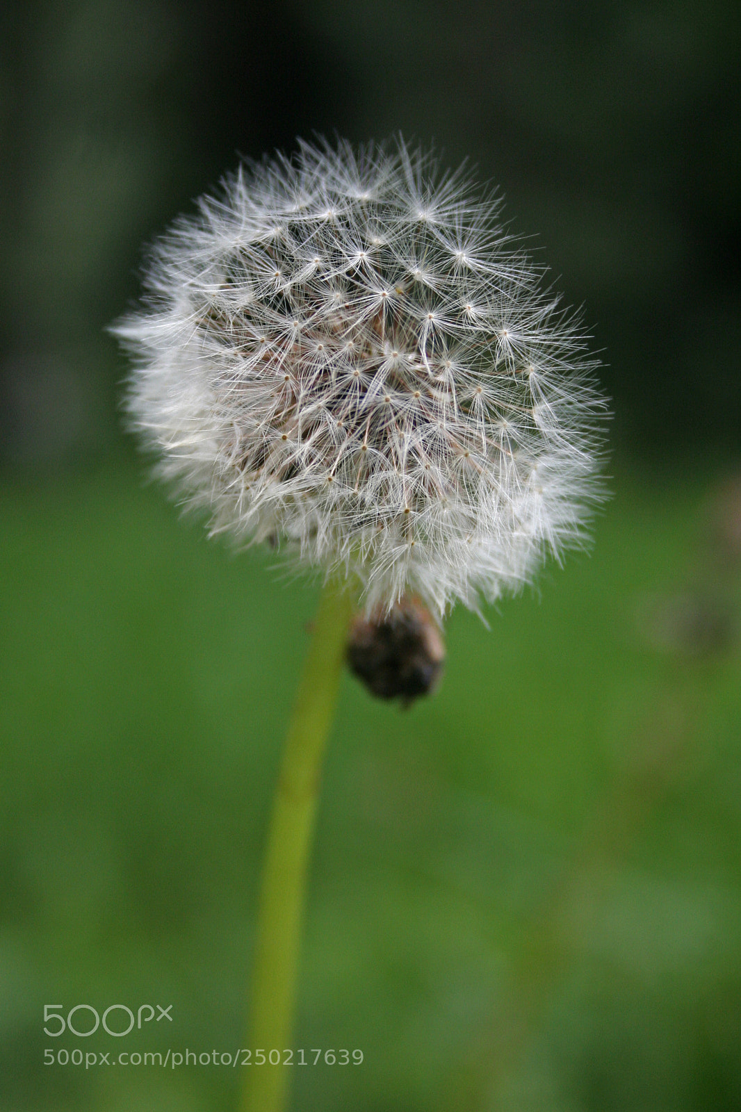 Canon EOS 350D (EOS Digital Rebel XT / EOS Kiss Digital N) sample photo. Parachute ready photography