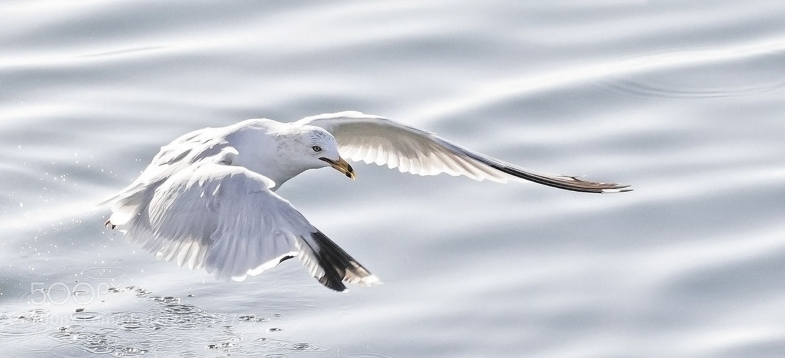 Canon EOS 5D Mark IV sample photo. Flying photography