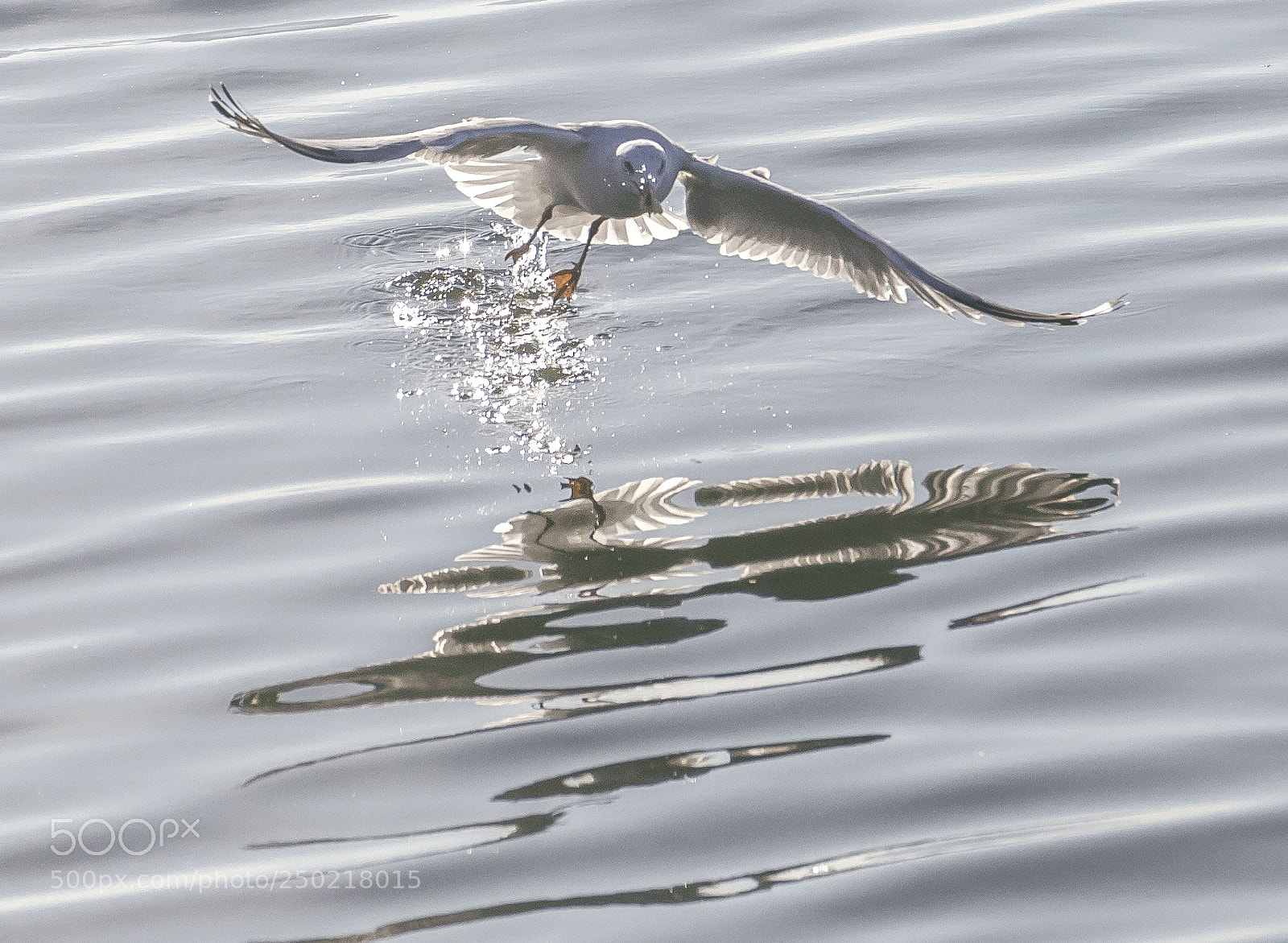 Canon EOS 5D Mark IV sample photo. Gull and sunset photography