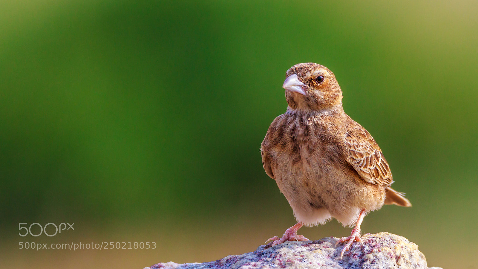 Canon EOS 60D sample photo. "sparrow-lark" photography