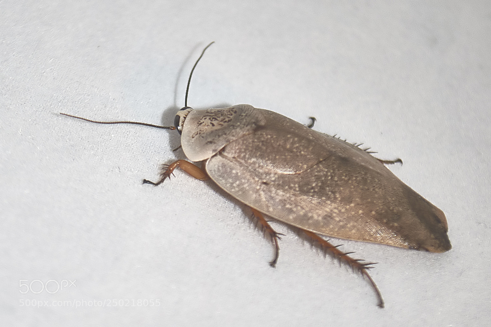 Nikon D3100 sample photo. Insect photography
