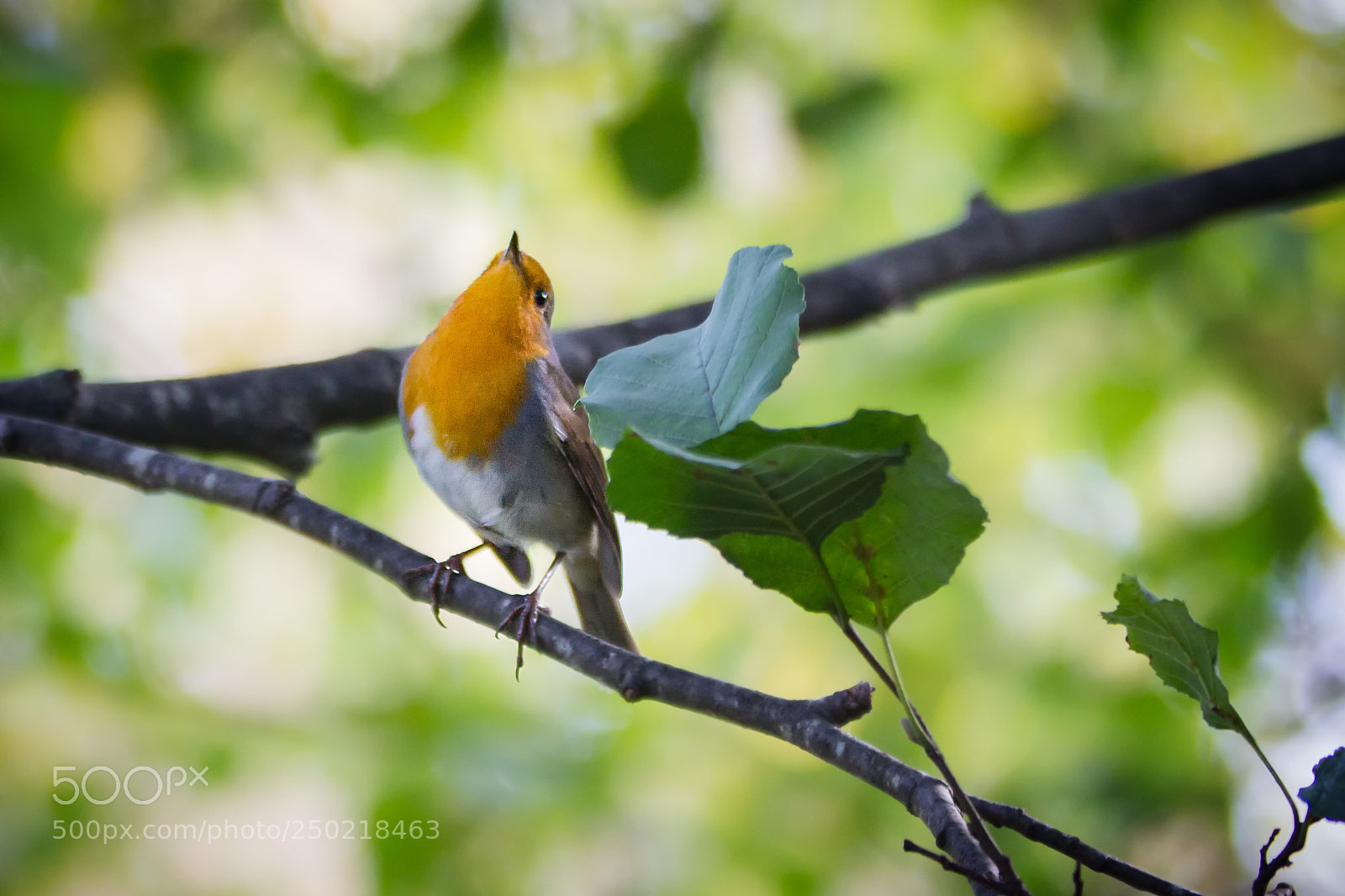 Canon EOS 60D sample photo. Robin photography