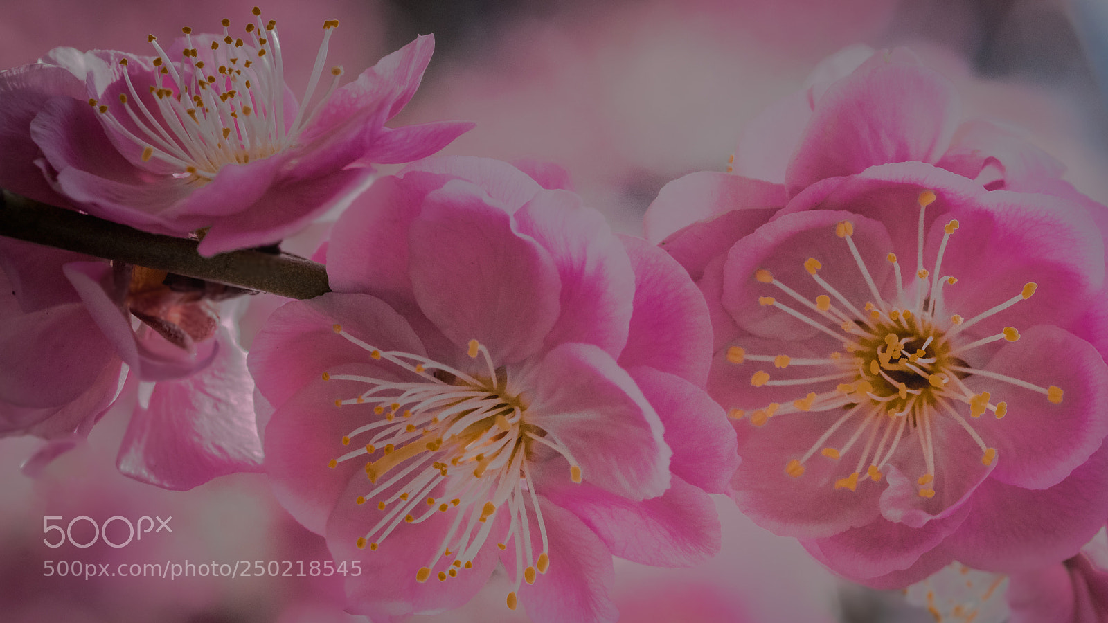 Pentax K-1 sample photo. Ume v photography