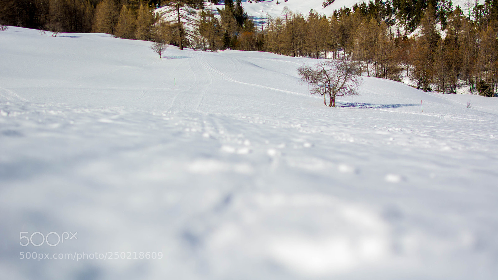 Nikon D7100 sample photo. In the snow photography