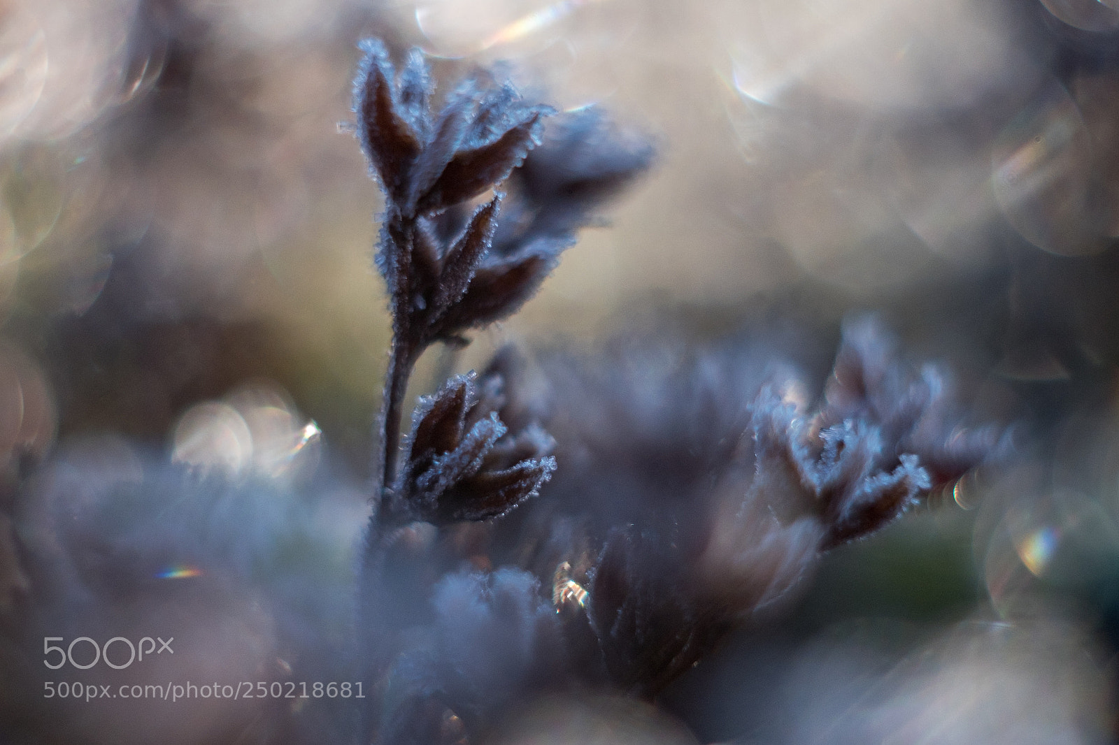 Fujifilm X-T10 sample photo. Ice dream photography