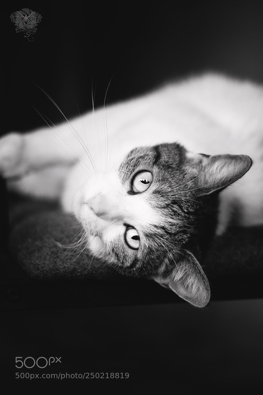 Canon EOS 7D sample photo. Deep love. photography