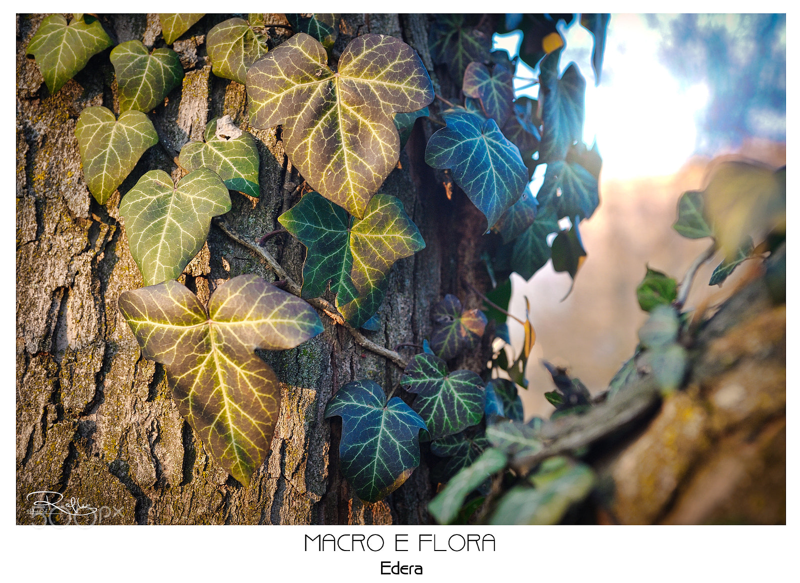 Nikon D3 sample photo. Untitled photography