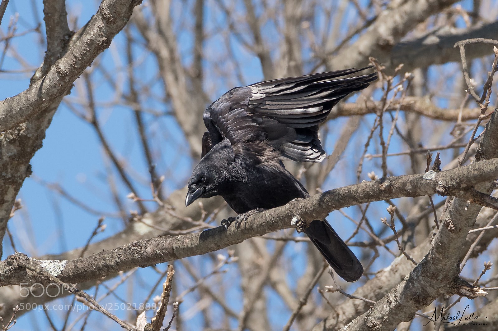 Nikon D500 sample photo. Pleated photography