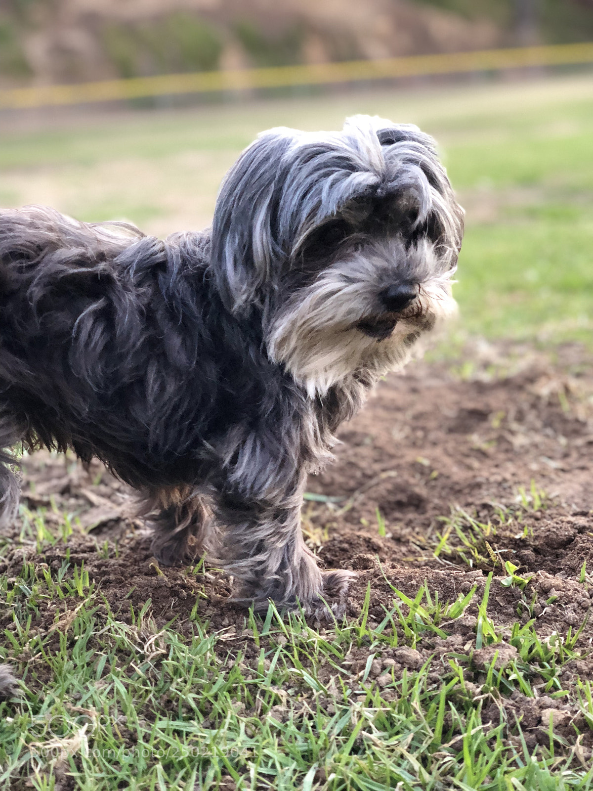 Apple iPhone X sample photo. Maltese photography