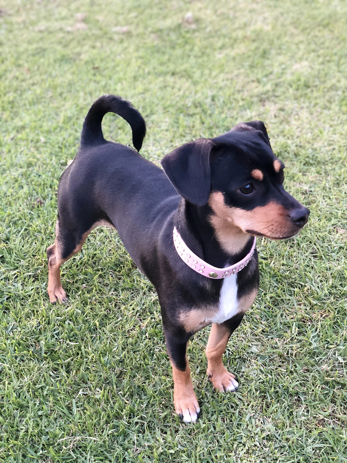 Apple iPhone X sample photo. Black doggy photography