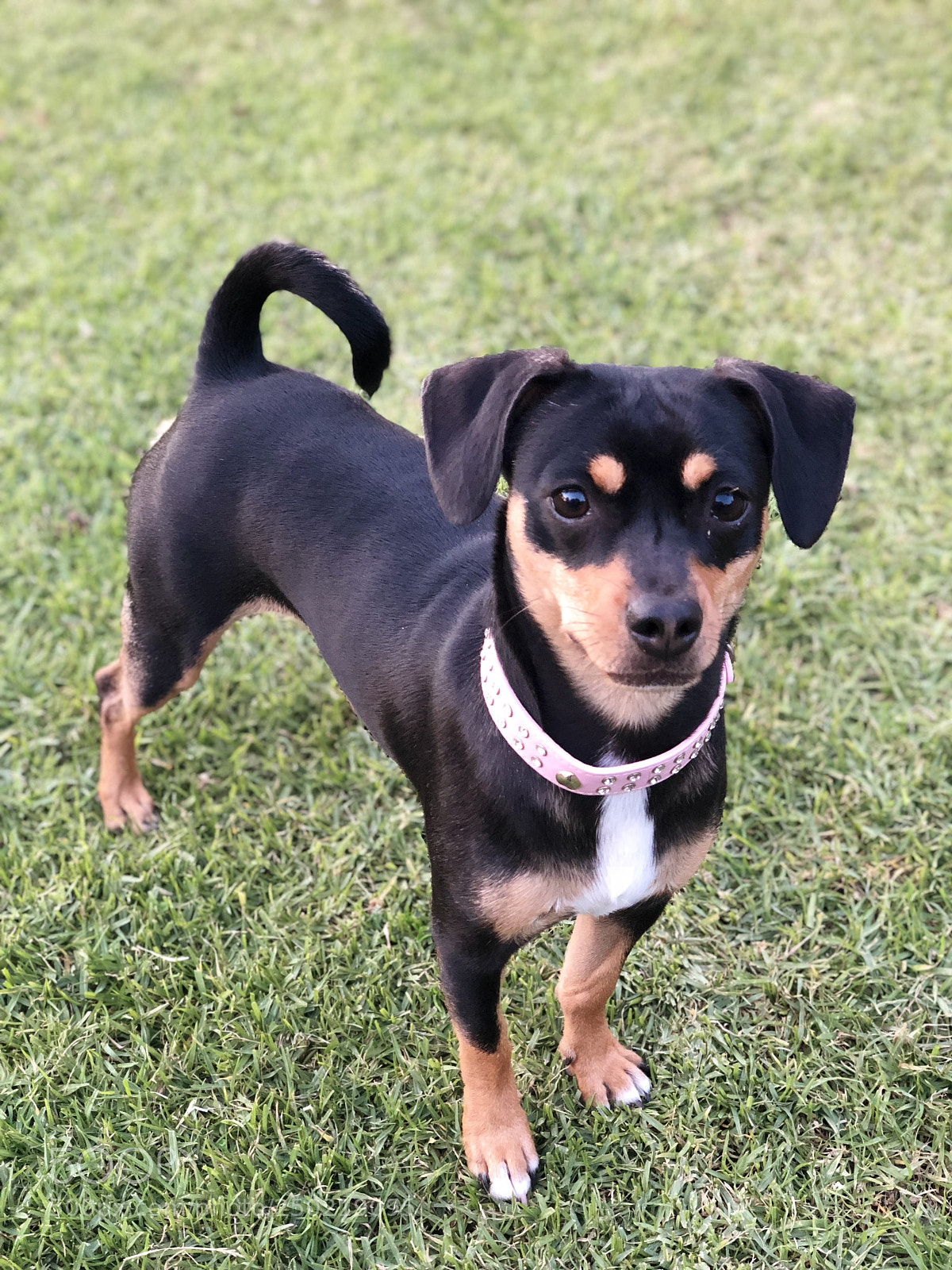 Apple iPhone X sample photo. Noelle photography