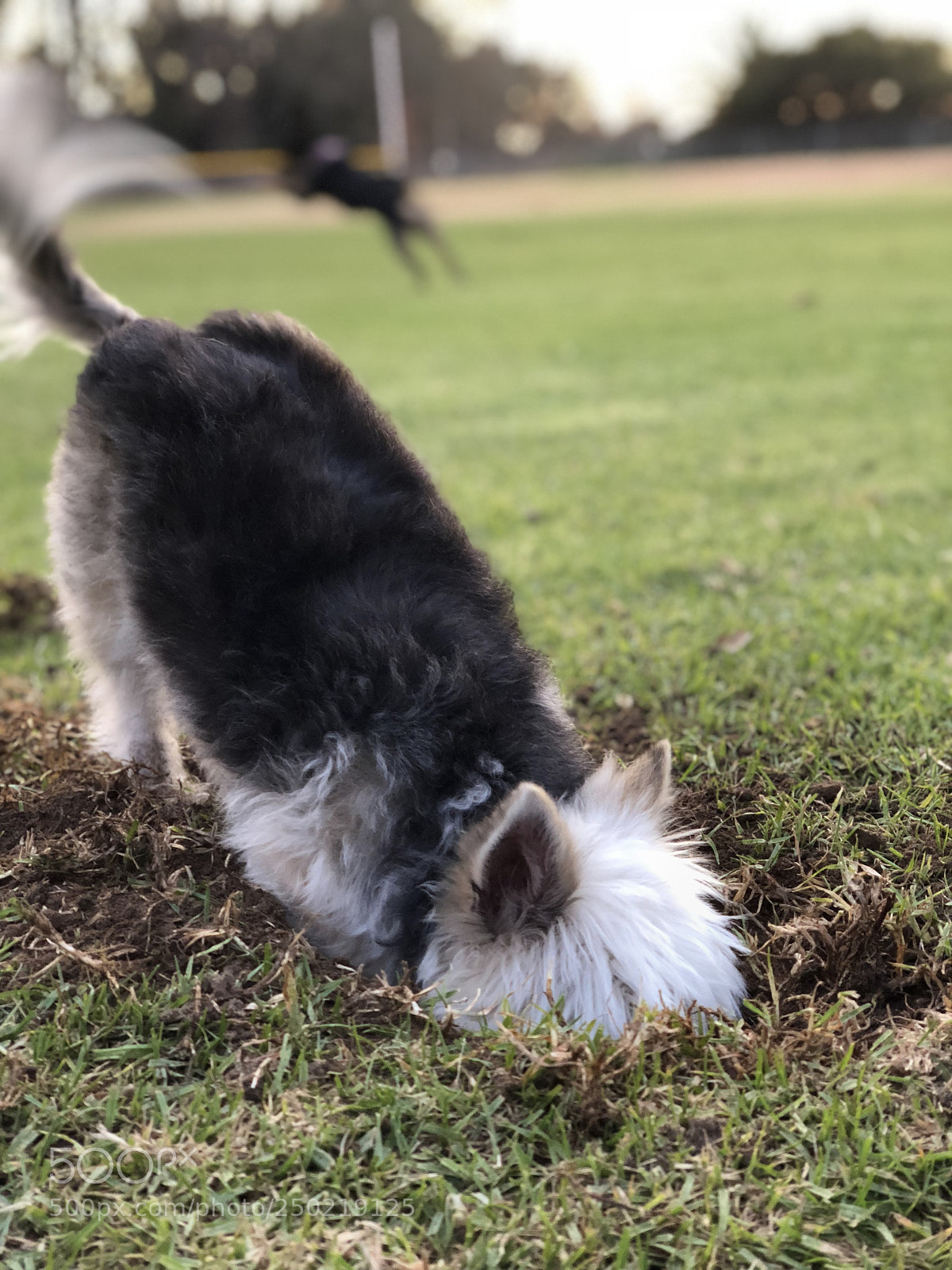 Apple iPhone X sample photo. Img photography