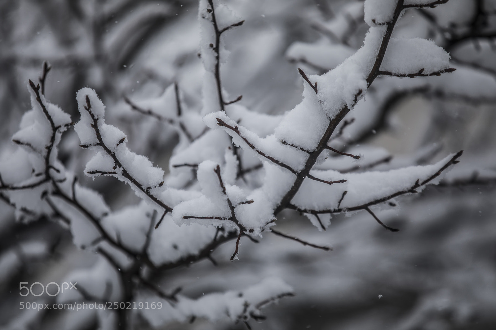 Canon EOS 5D Mark IV sample photo. Snow day in dc photography
