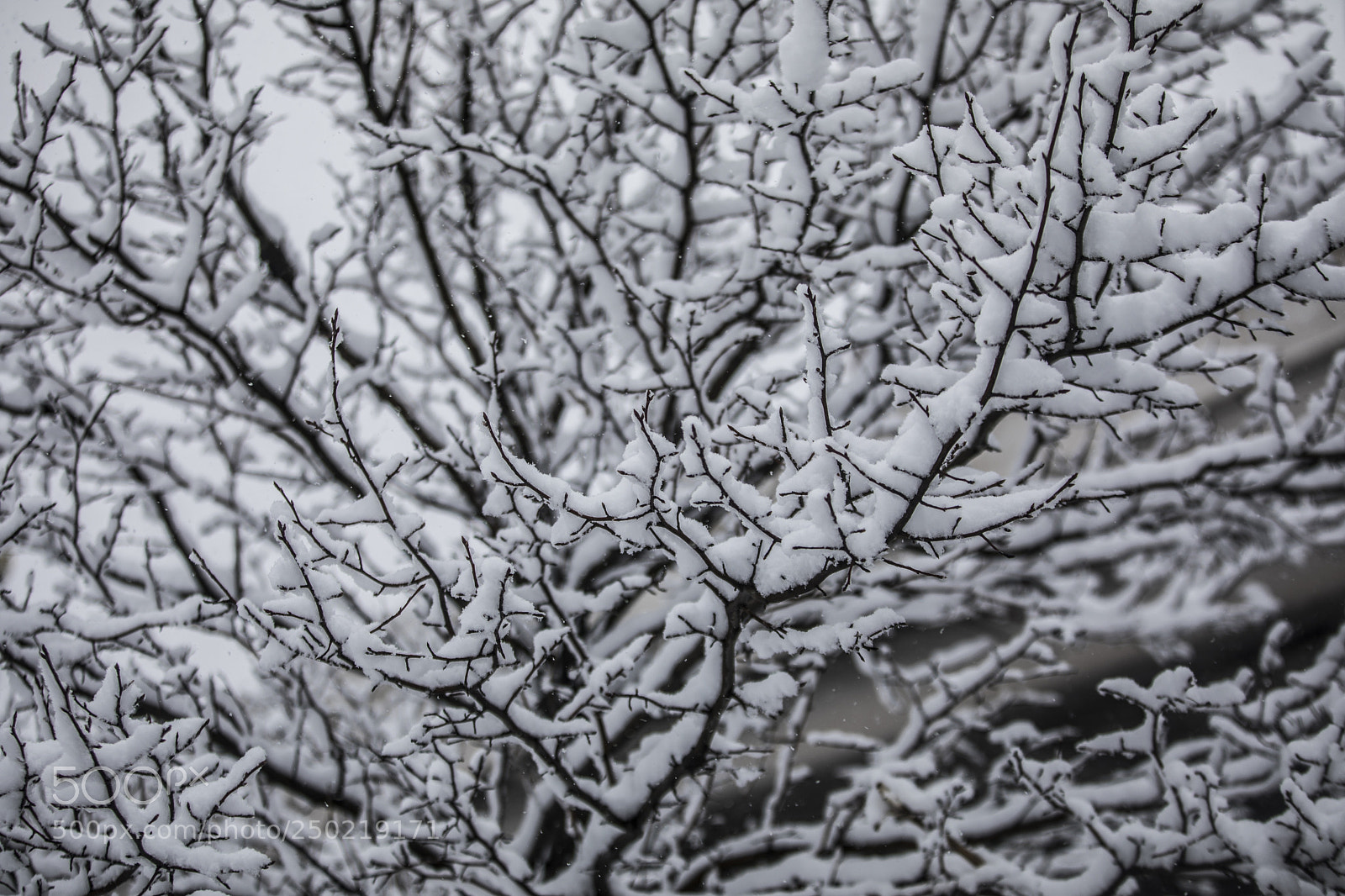Canon EOS 5D Mark IV sample photo. Snow day in dc photography