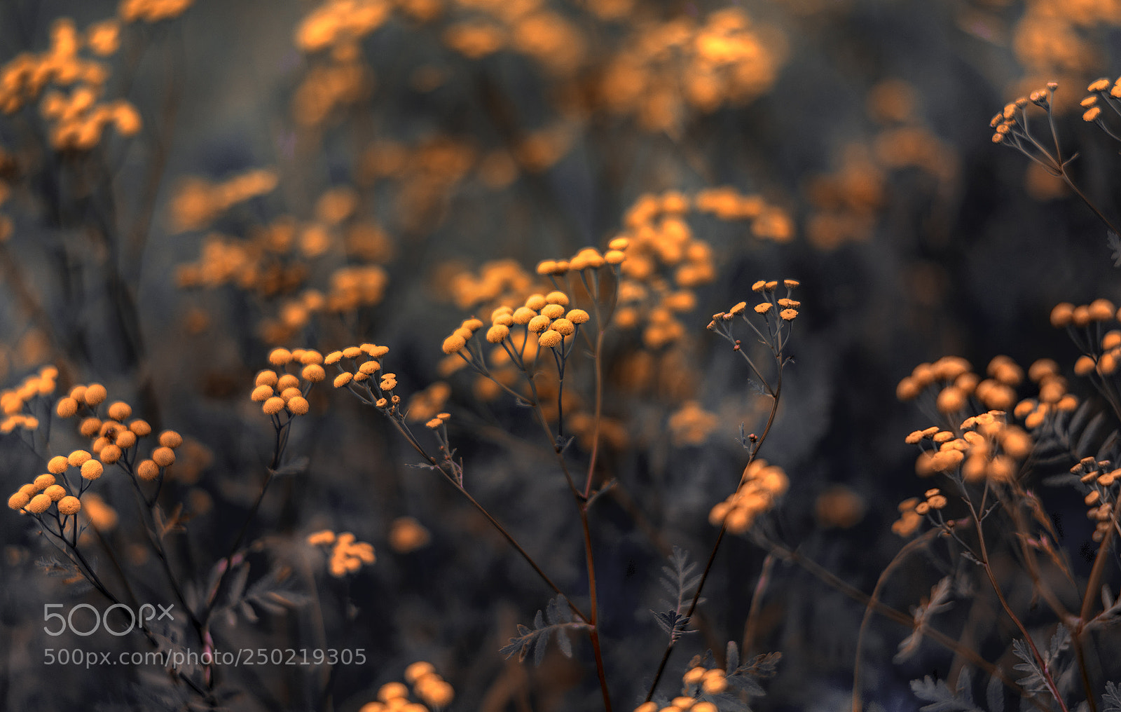 Nikon D610 sample photo. Meadow flowers photography