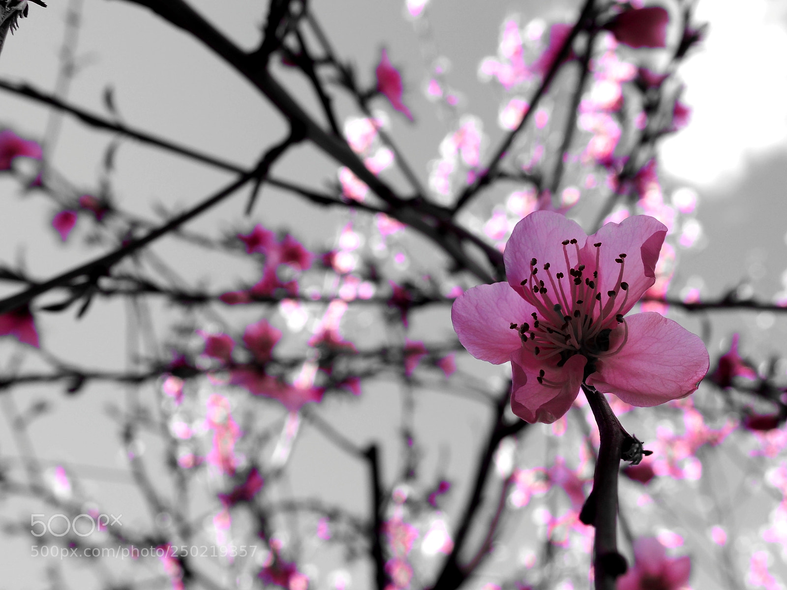 Olympus OM-D E-M10 II sample photo. Spring photography