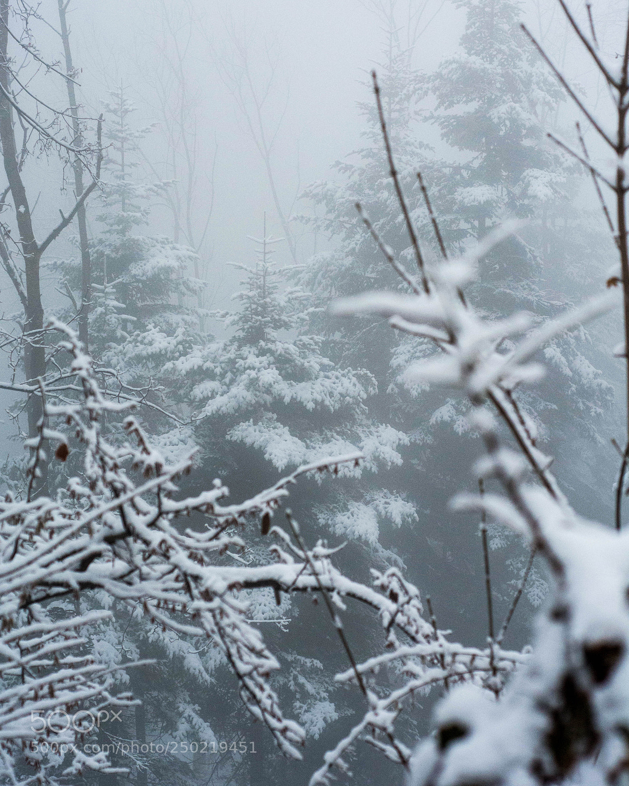 Nikon D7100 sample photo. Foggy day photography