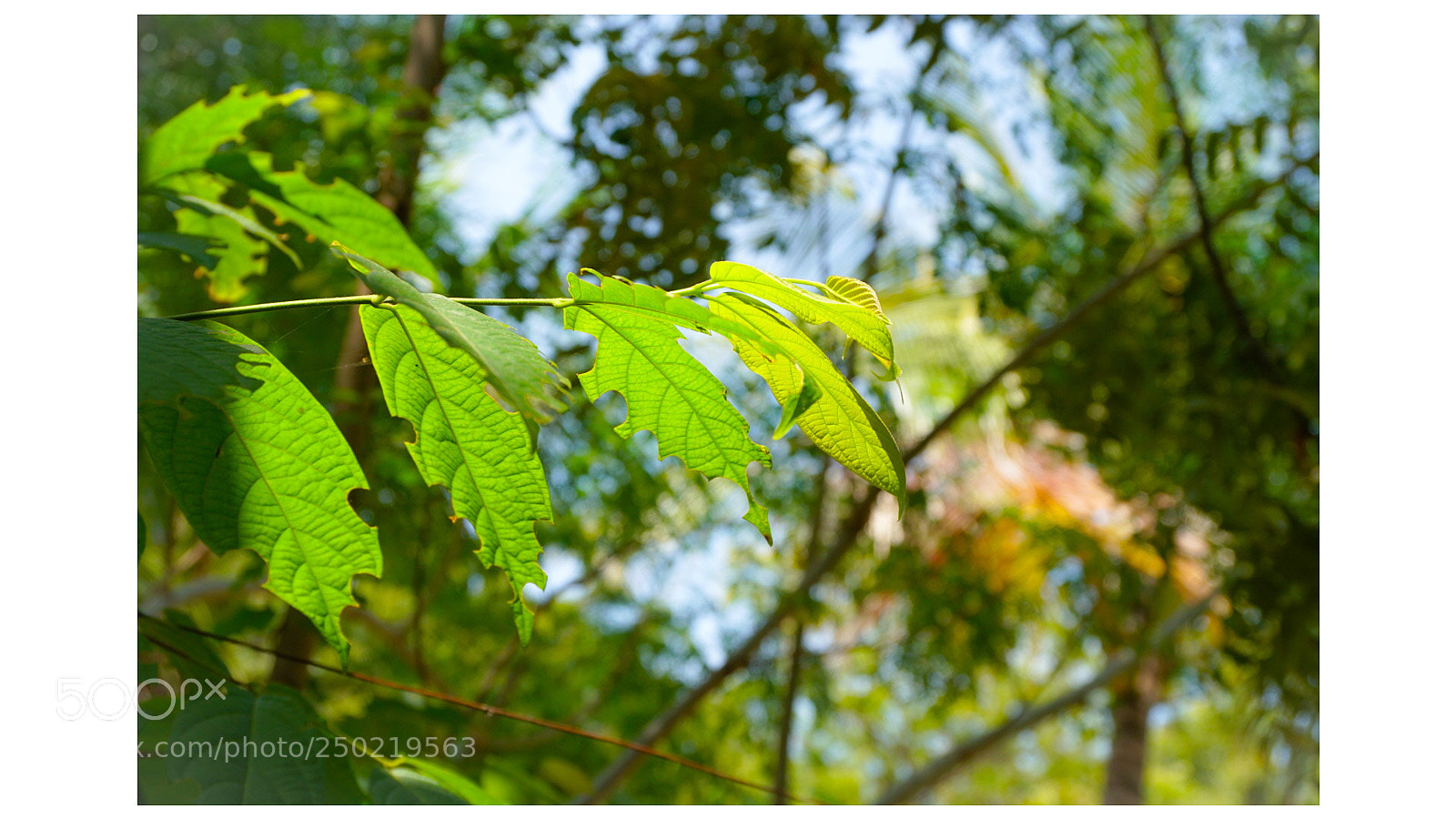 Sony a6300 sample photo. Untitled photography