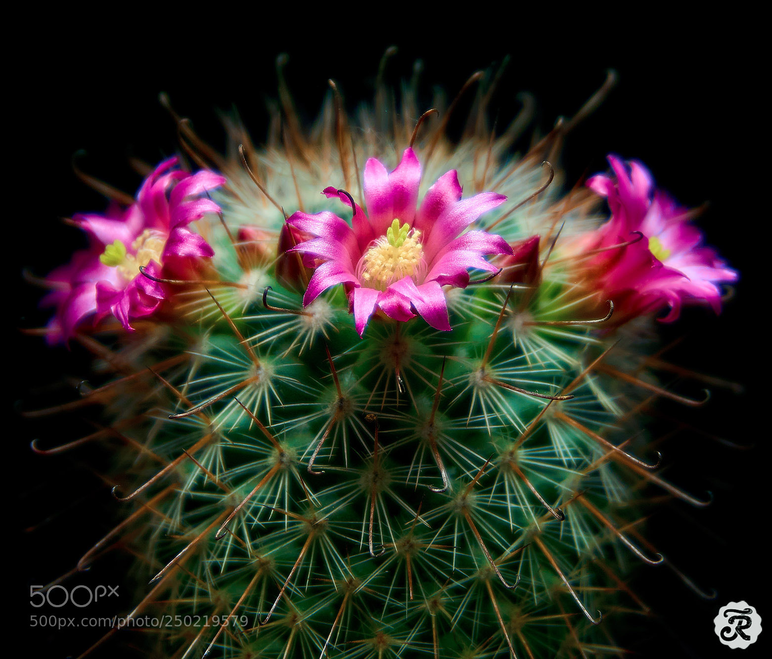 Sony a6000 sample photo. Fishhook cactus flowers photography