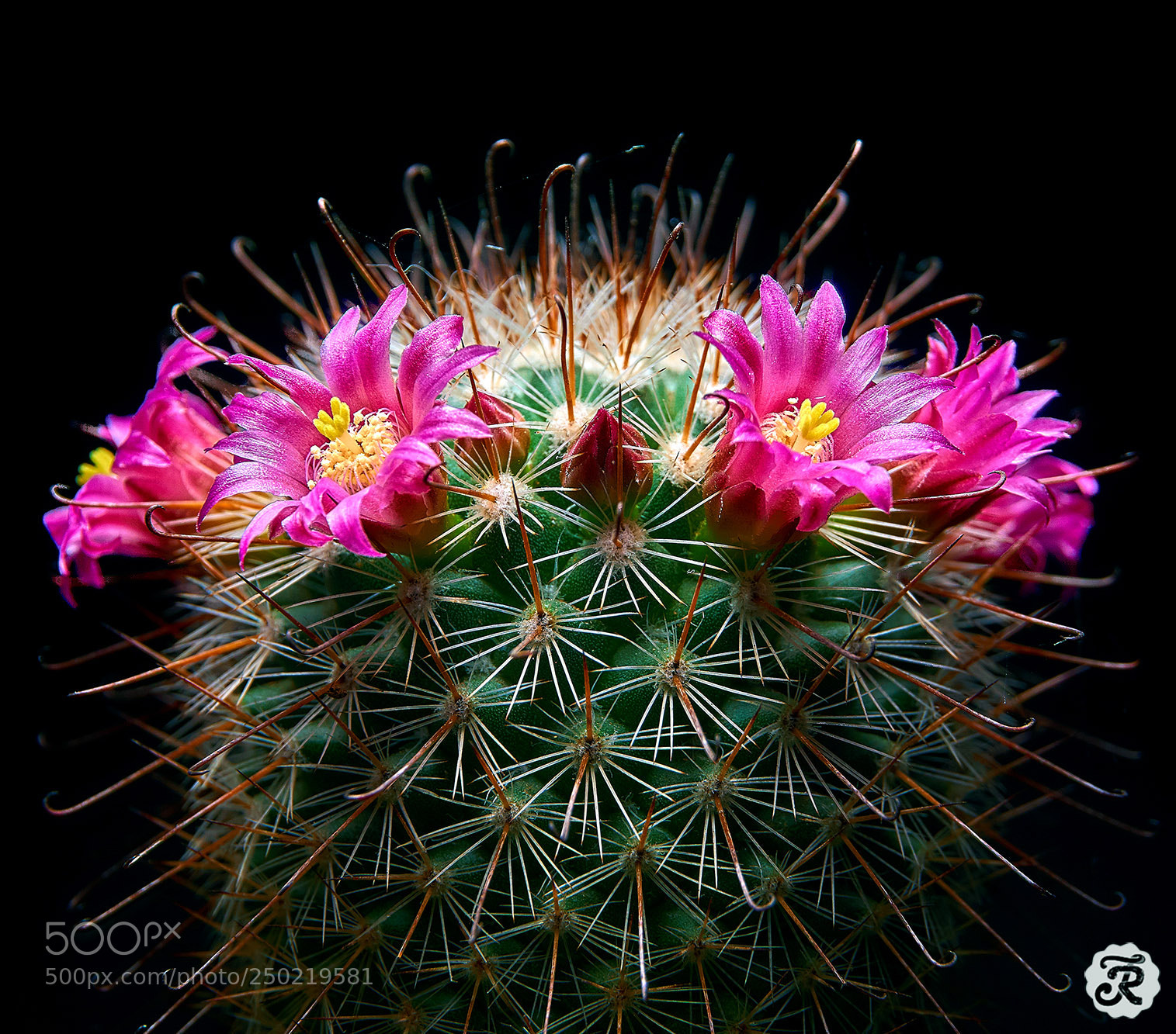 Sony a6000 sample photo. Fishhook cactus flowers photography