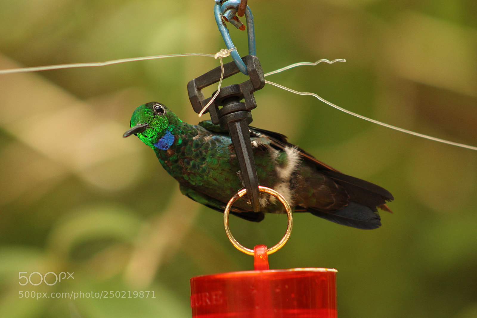 Canon EOS 700D (EOS Rebel T5i / EOS Kiss X7i) sample photo. Florescent colors in the photography