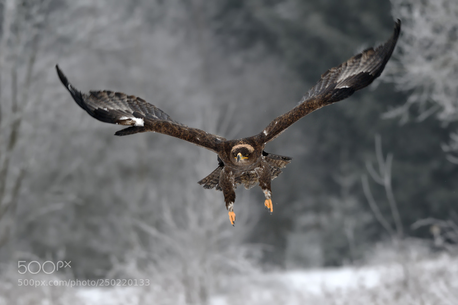 Nikon D500 sample photo. Steppe eagle photography