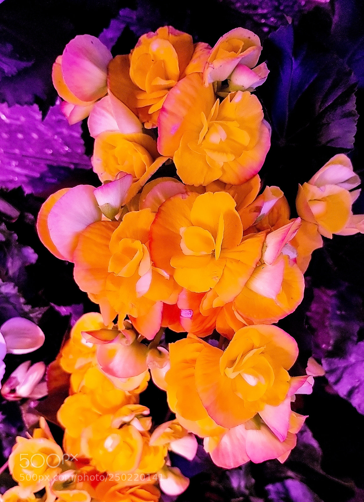 Samsung Galaxy S8 sample photo. Yellow begonias. photography